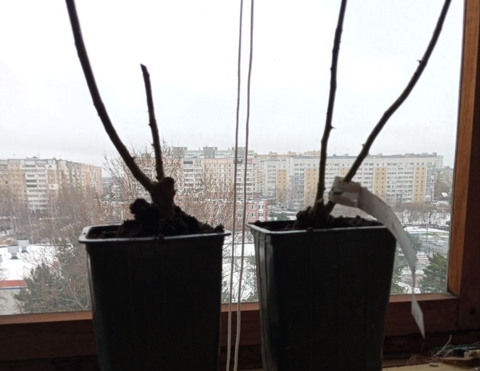 розы.jpg розы.jpg