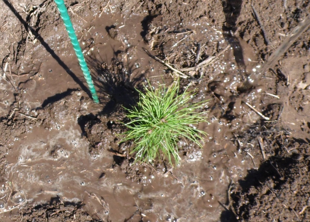 Сосна кедровая.JPG