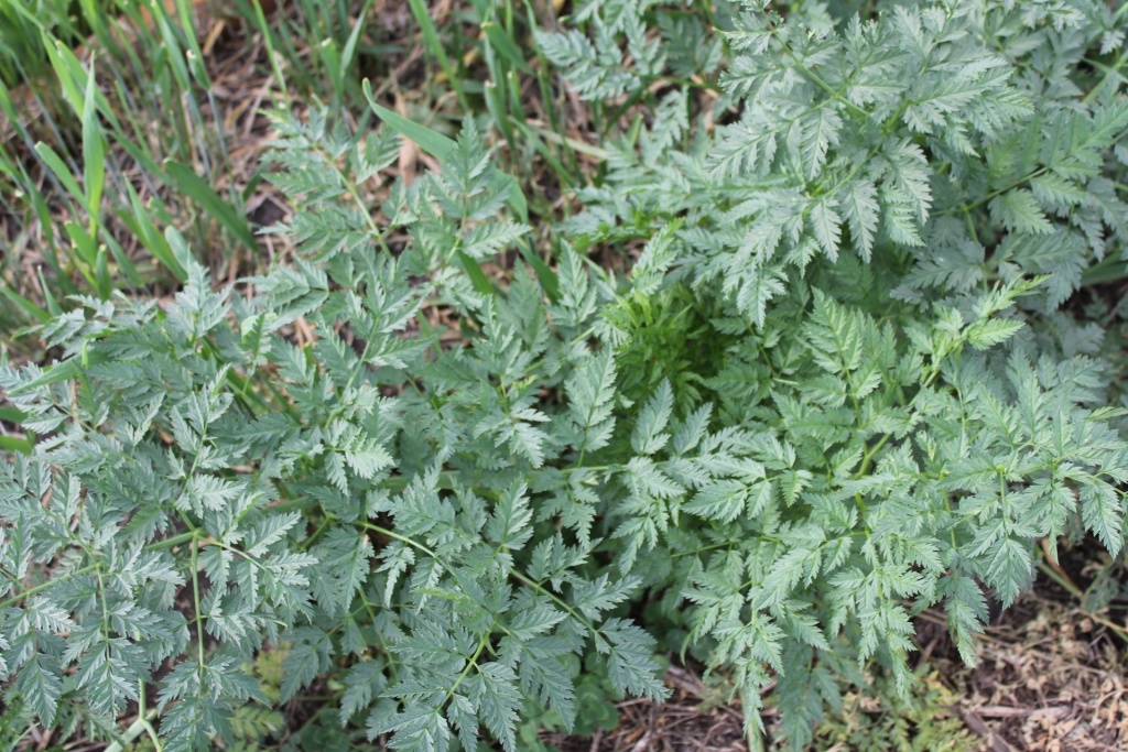 кокорыш (собачья петрушка)ццц.JPG