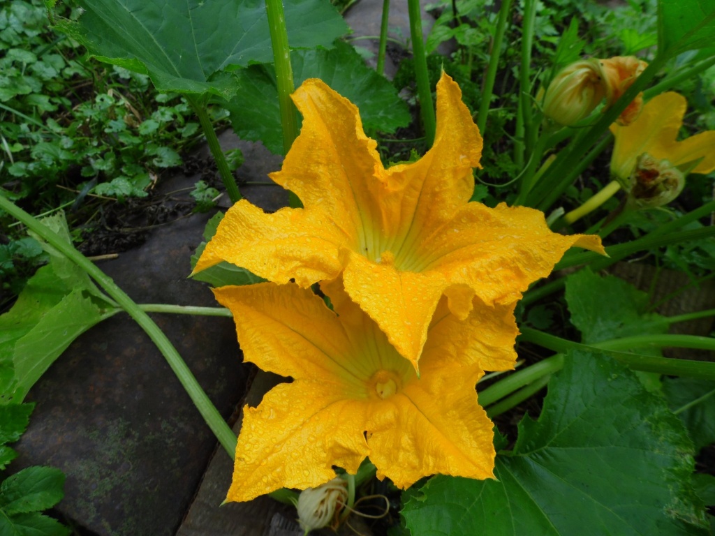 Цветы кабачка.JPG