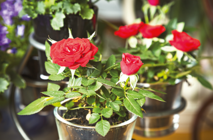 Выращивание миниатюрной розы в домашних условиях