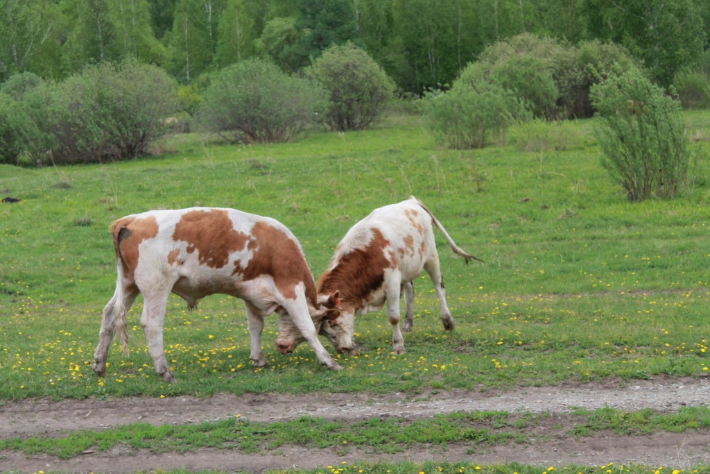 IMG_4878ццц.JPG