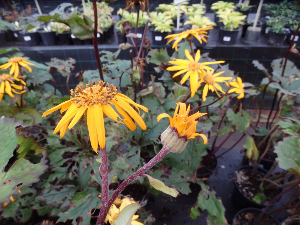 Вербейник реснитчатый Firecracker.JPG