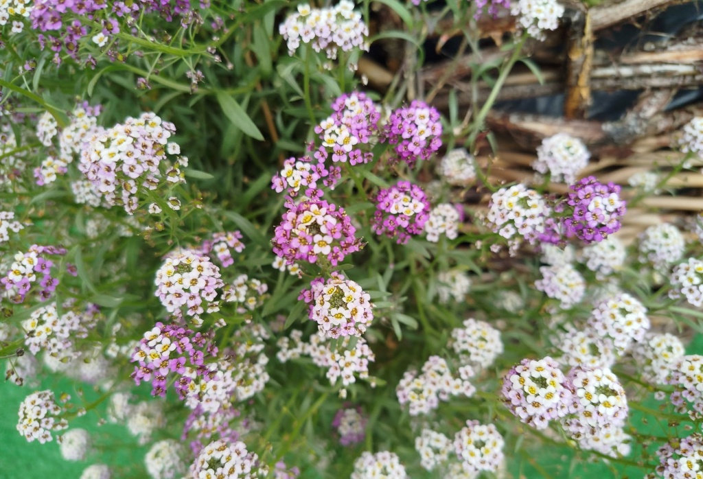 Алиссум бело-фиолетовый.jpg Алиссум бело-фиолетовый.jpg