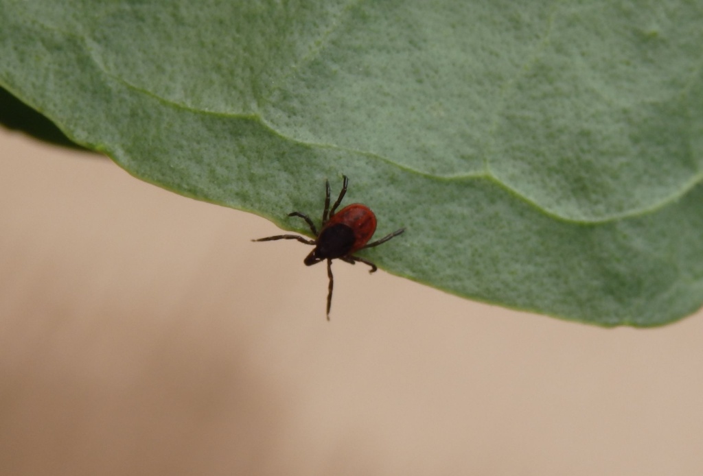 клещ 22.JPG