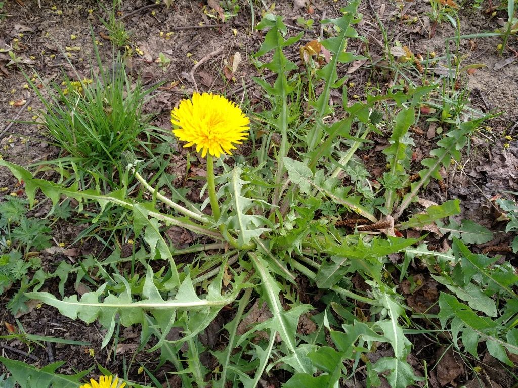 IMG_20220521_152606.jpg