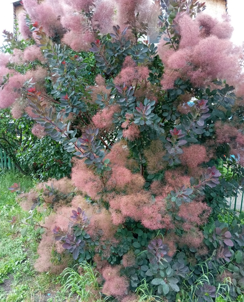 Зеленолистный куст скумпии.jpg