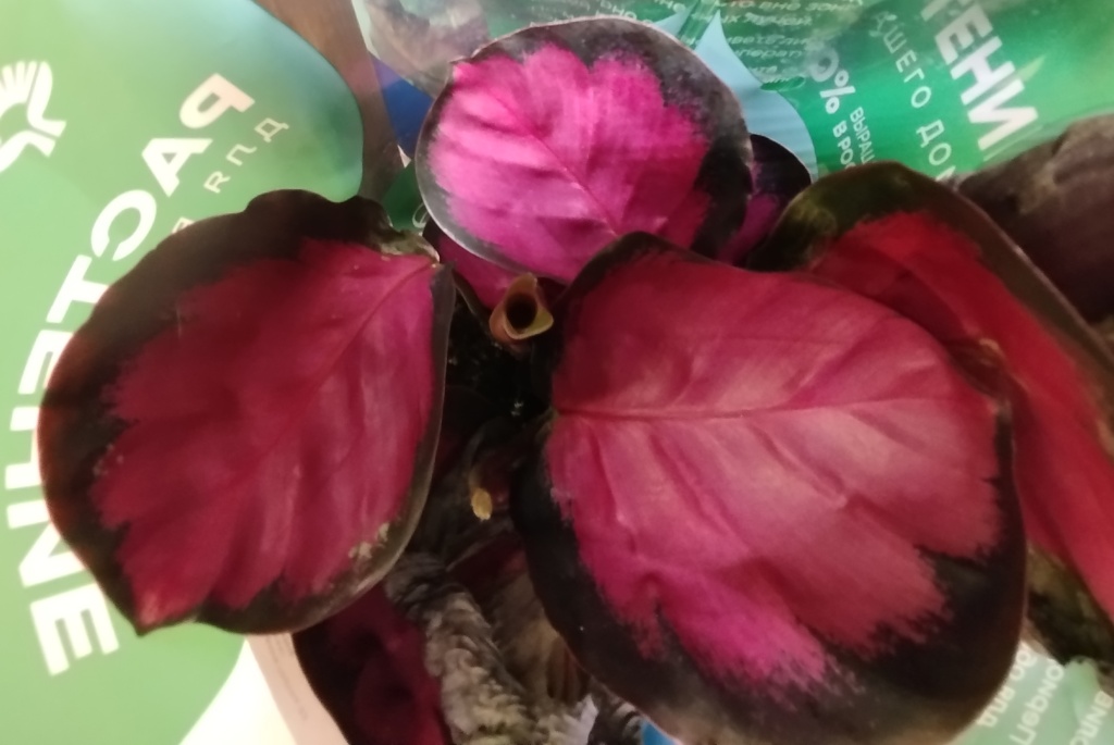 Калатея Розеопикта Кримсон.jpg