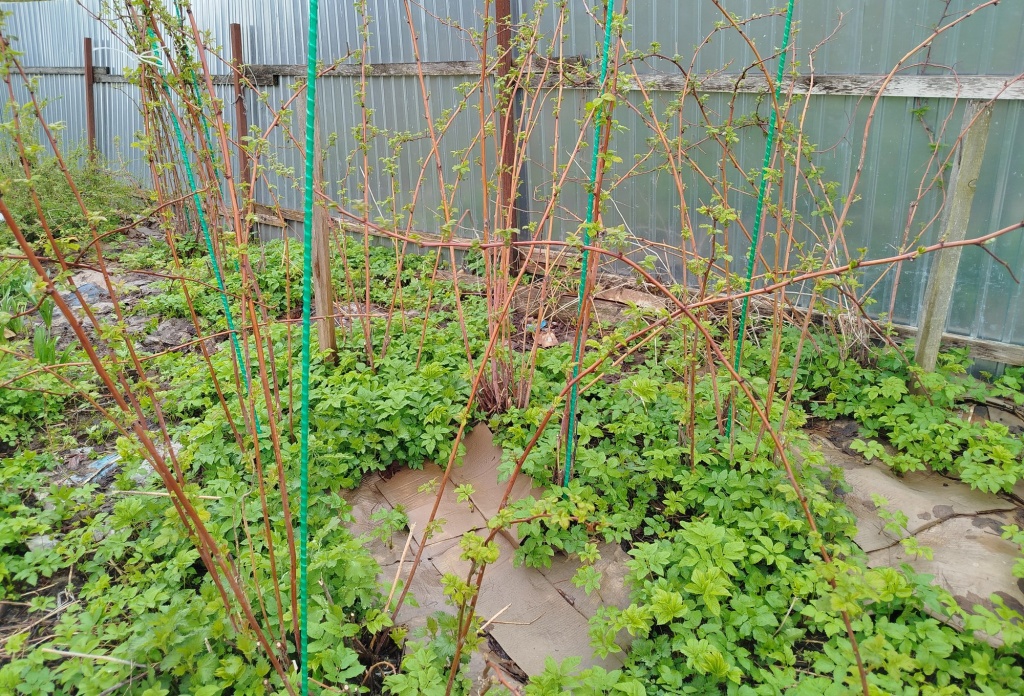 Мульчирование картоном.jpg