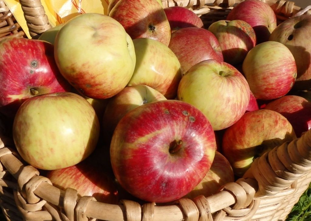 Великолепная десятка»: лучшие летние сорта яблонь