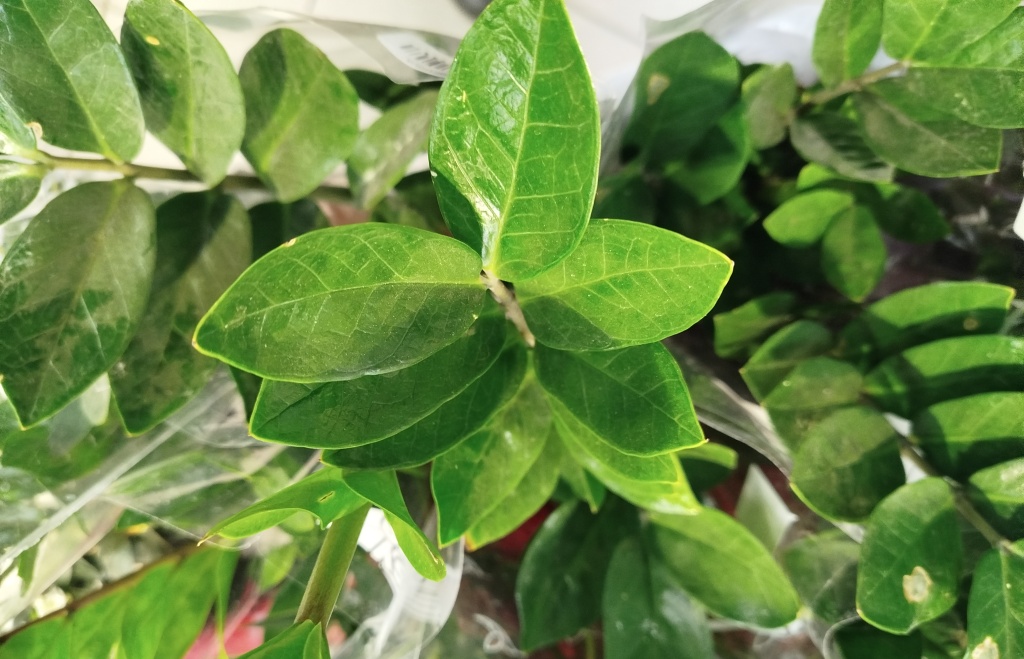 Замиокулькас ZAMIIFOLIA.jpg Замиокулькас ZAMIIFOLIA.jpg