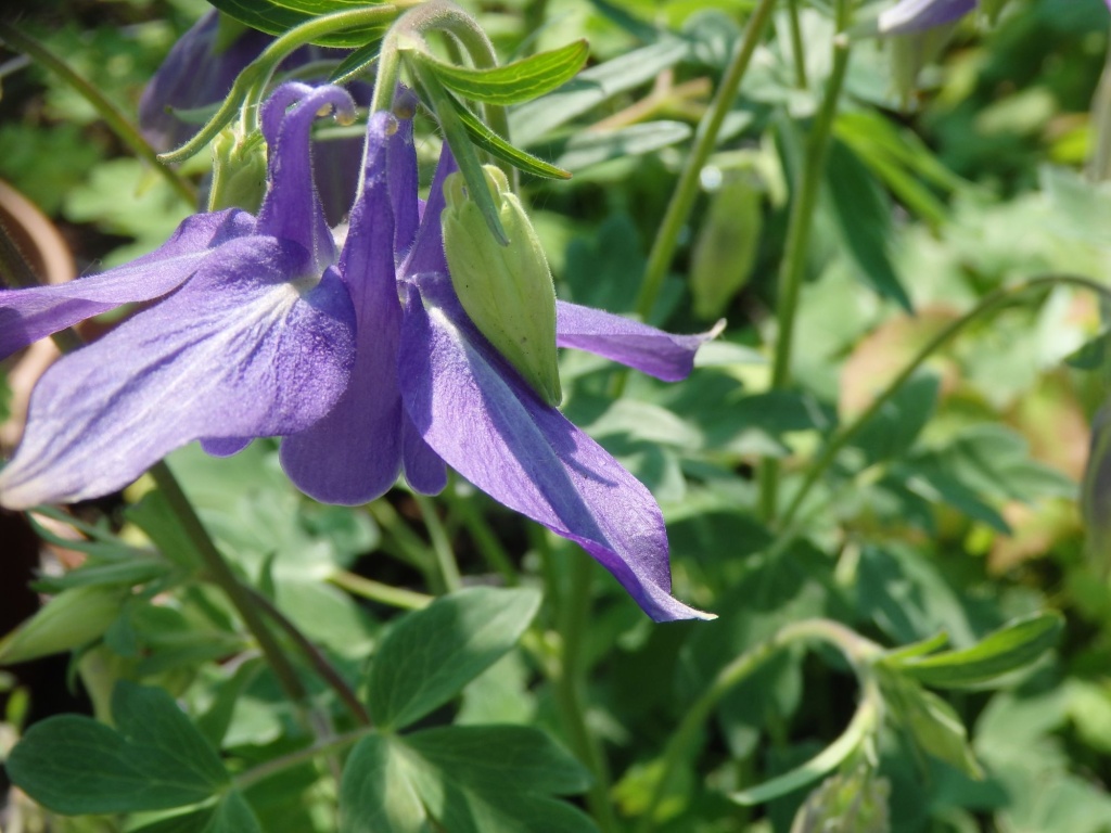 Аквилегия обыкновенная.JPG