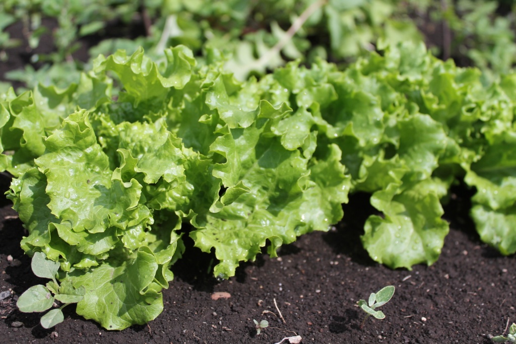 молодой салат готов к сбору.JPG