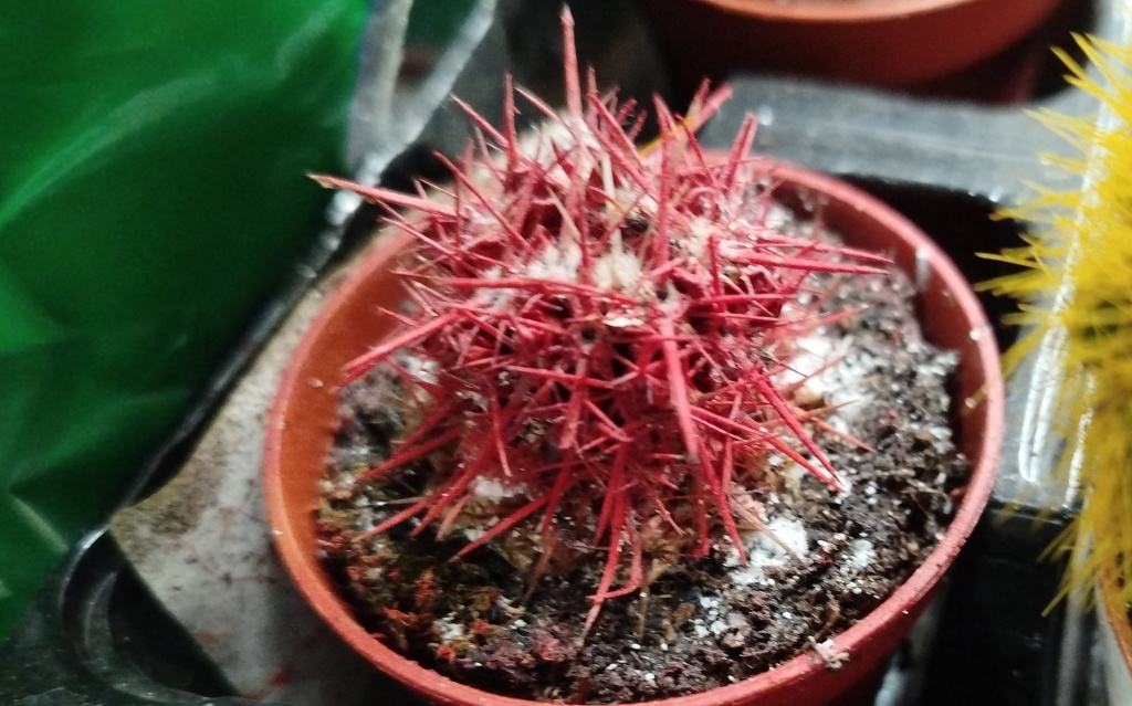 Эхинокактус Грусона красный.jpg