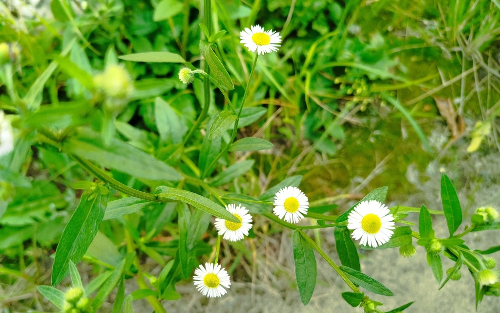 Мелколепестник однолетний (сорняк).jpg Мелколепестник однолетний (сорняк).jpg