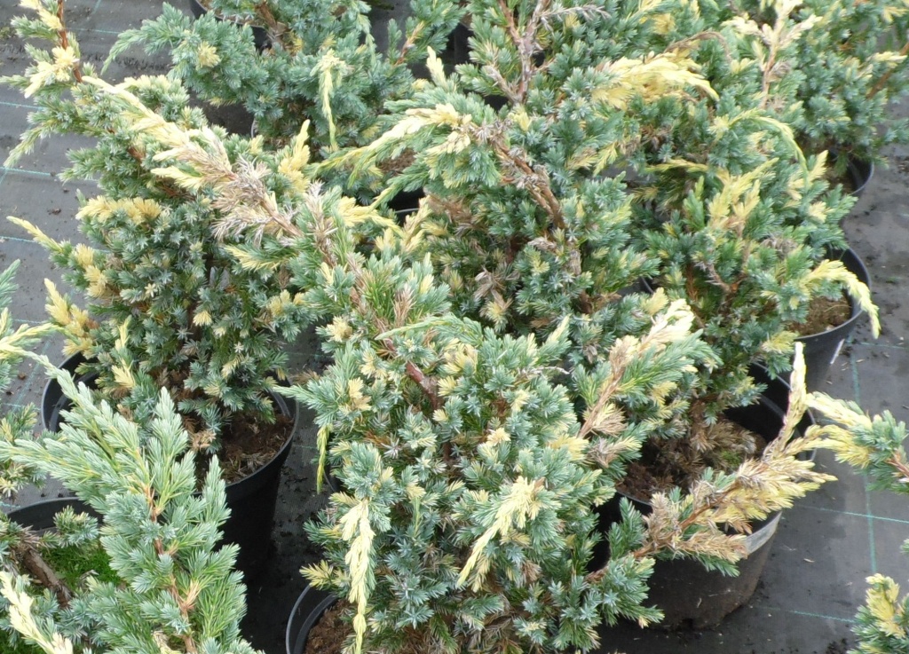 Можжевельник чешуйчатый Голден Флейм.JPG