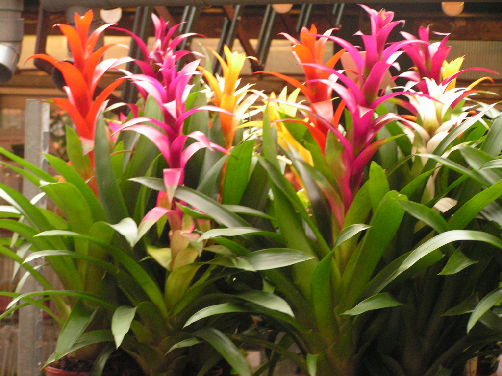 Гусмания.png Гусмания.png