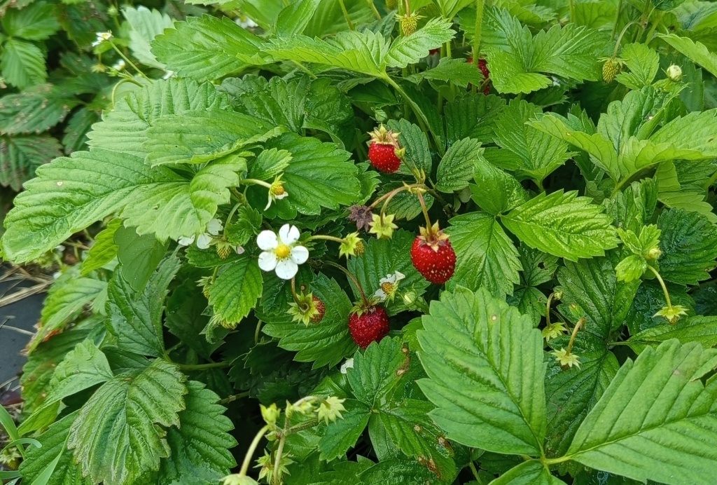 Земляника Барон Солемахер 2.jpg