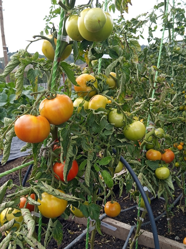 Кусты ломятся от урожая.jpg