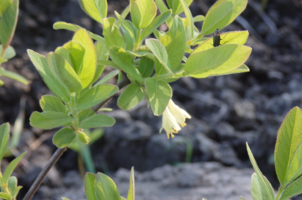 Жимолость Хани Би цветение 2024.JPG