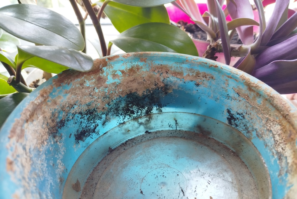 Цветочный горшок с белым налетом.jpg