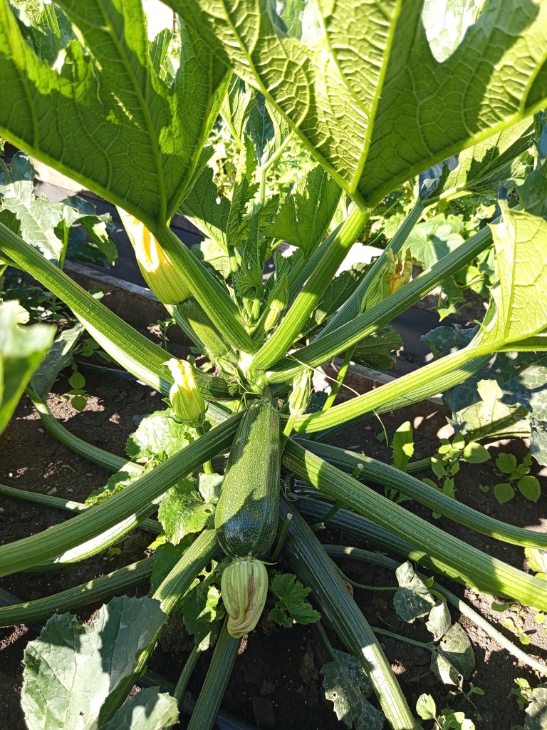 Плоды завязываются в центре куста.jpg Плоды завязываются в центре куста.jpg