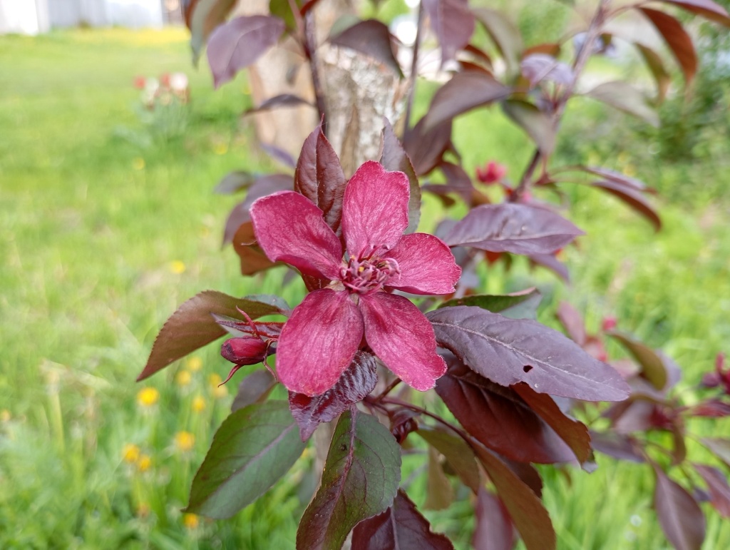 Яблоня декоративная Роялти.jpg