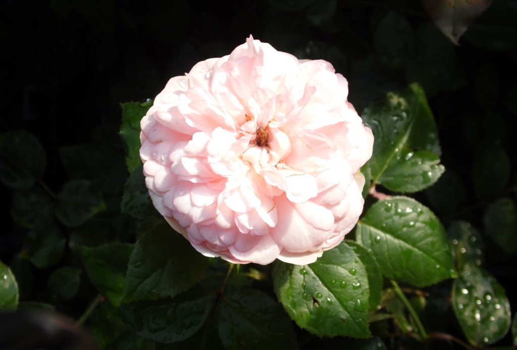 Роза Остина Шарифа Асма.JPG