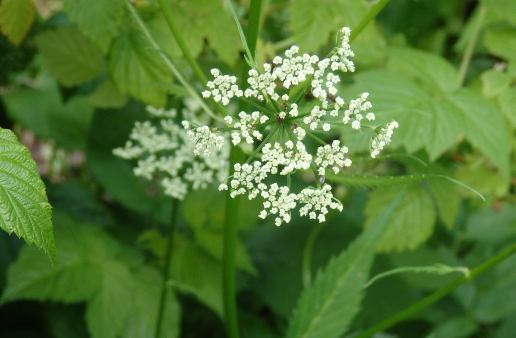 Сныть цветет.JPG