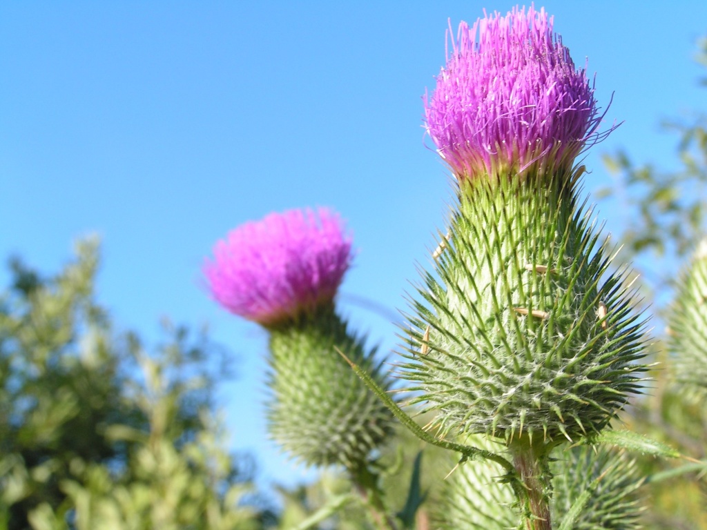 Репейник (лопух большой).JPG