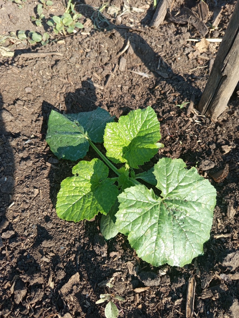 Кабачки растут сами по себе.jpg Кабачки растут сами по себе.jpg