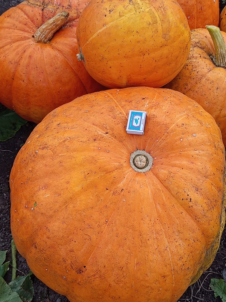 Размер тыквы можно понять разве что в сравнении.jpg Размер тыквы можно понять разве что в сравнении.jpg