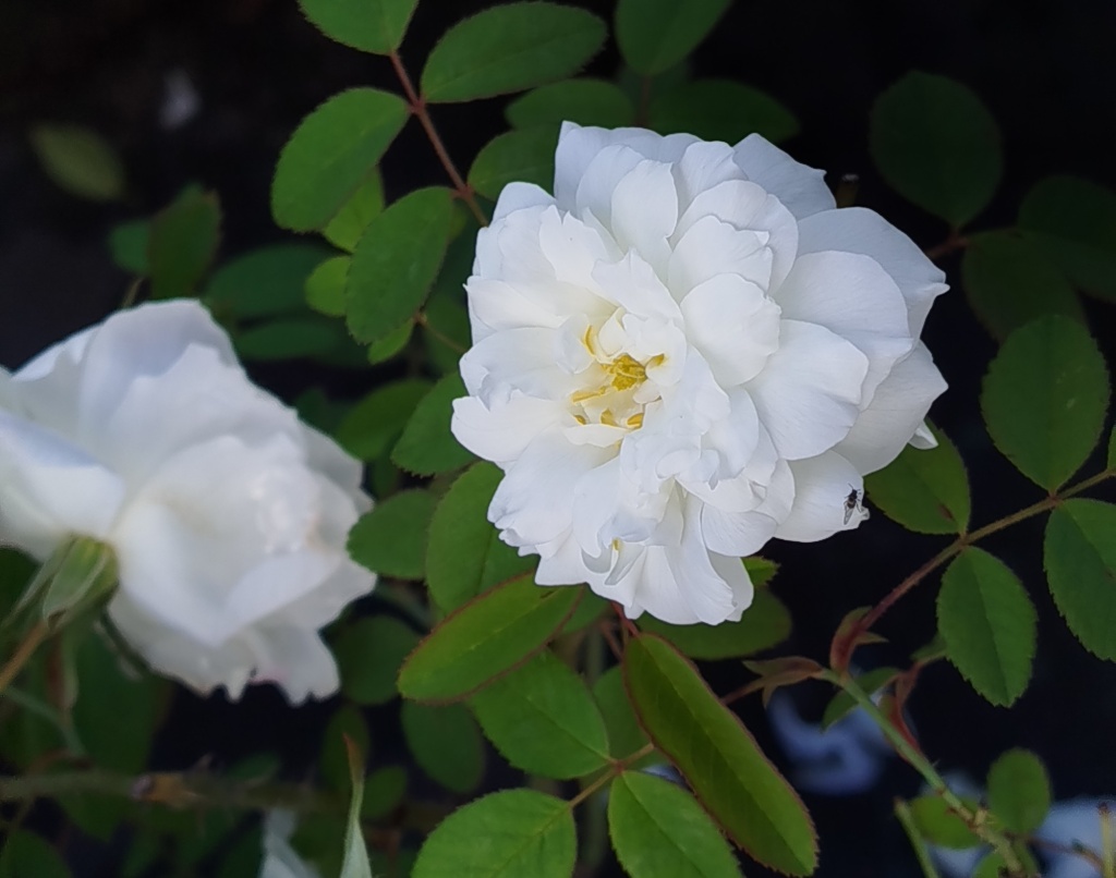 Роза Остина Сьюзен Уильямс-Эллис.jpg