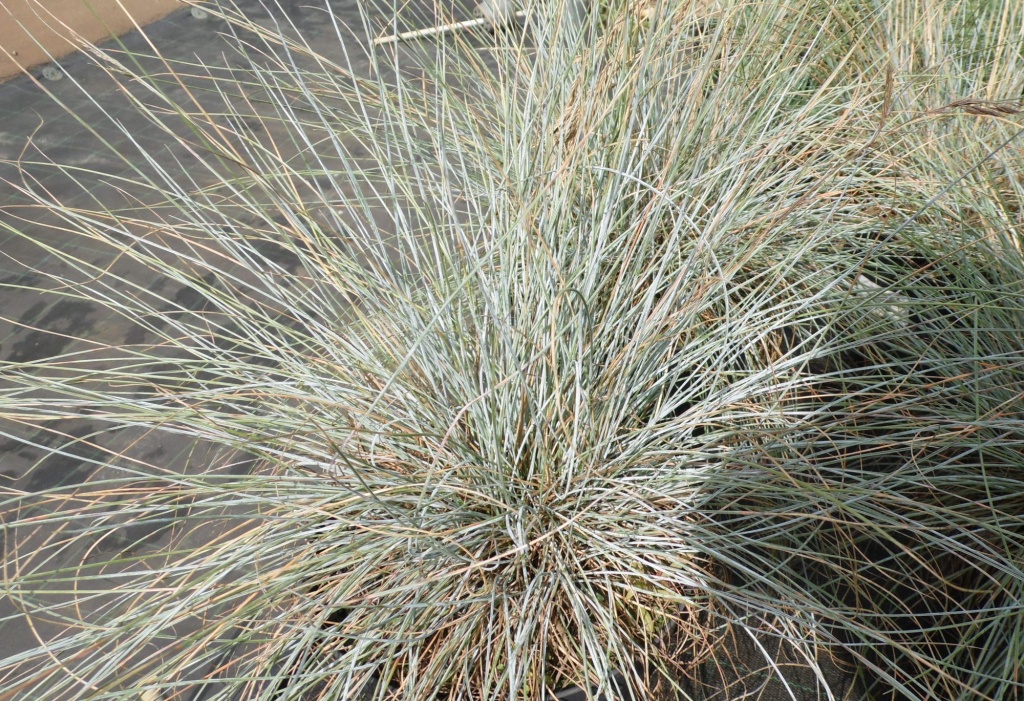 Овсяница сизая Ellijah Blue.JPG