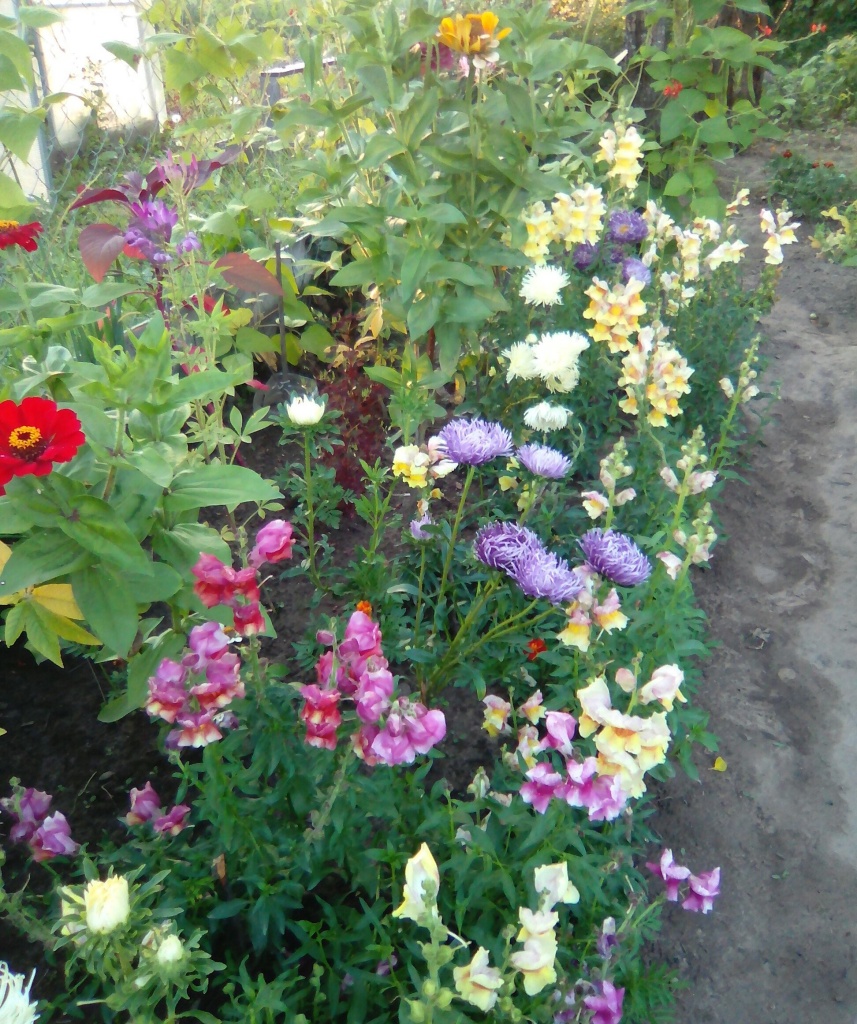 Львиный зев и др.jpg