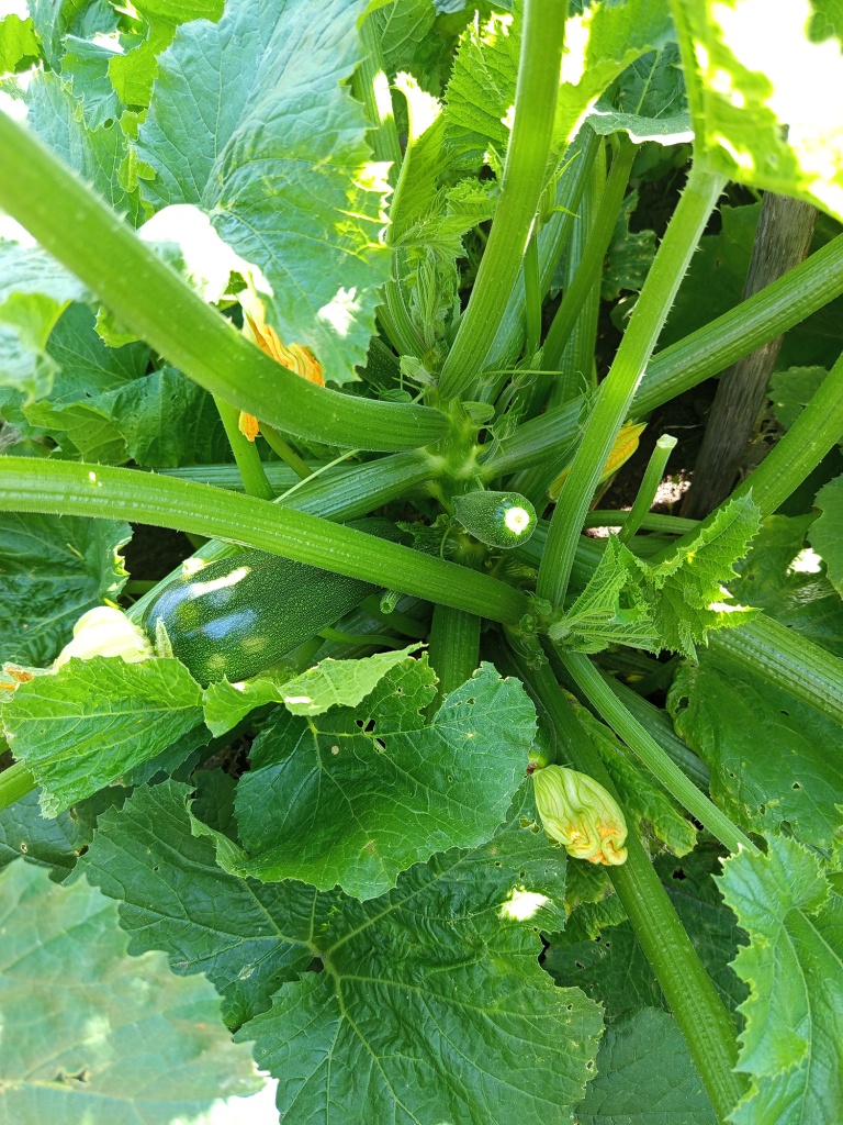 Сорт Аэронавт очень урожайный.jpg Сорт Аэронавт очень урожайный.jpg