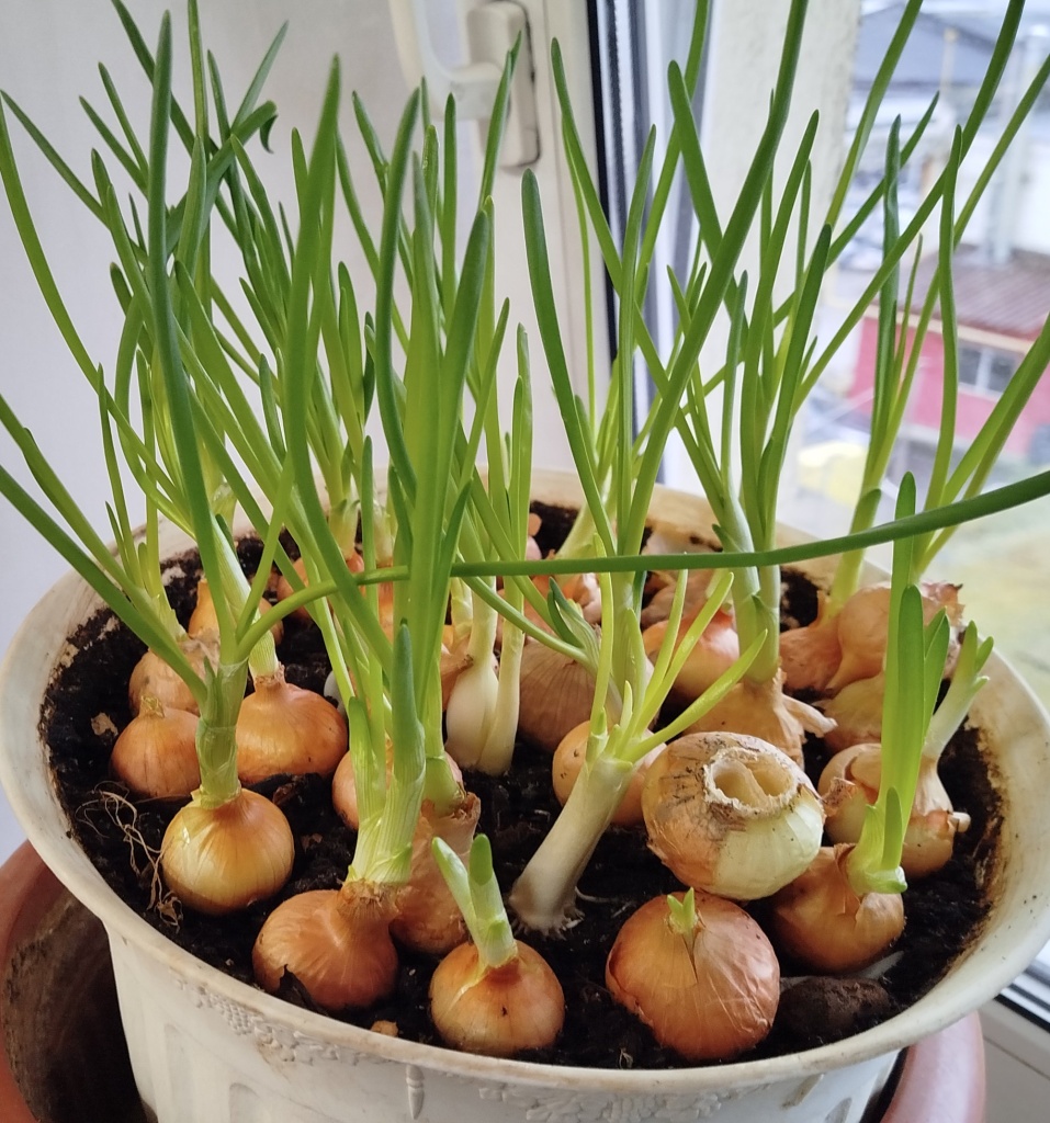 лук к новому году.jpg