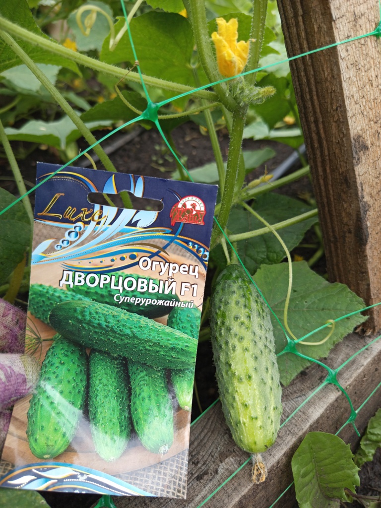 Огурец Дворцовый, как с картинки.jpg Огурец Дворцовый, как с картинки.jpg