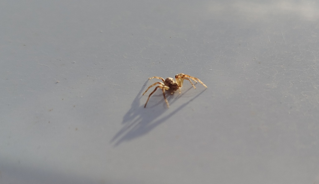 Паук-краб.jpg