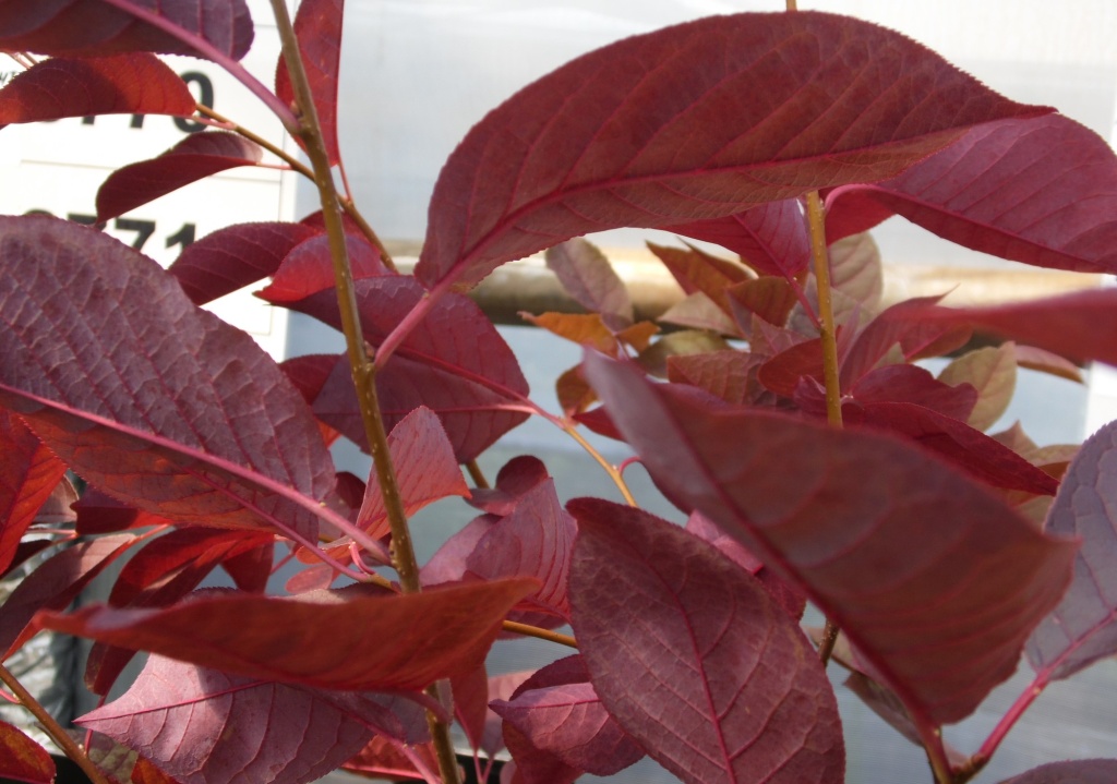 Черемуха Красный шатер.JPG