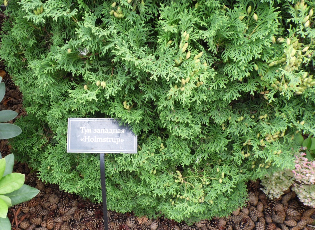 Туя западная Холмструп.JPG