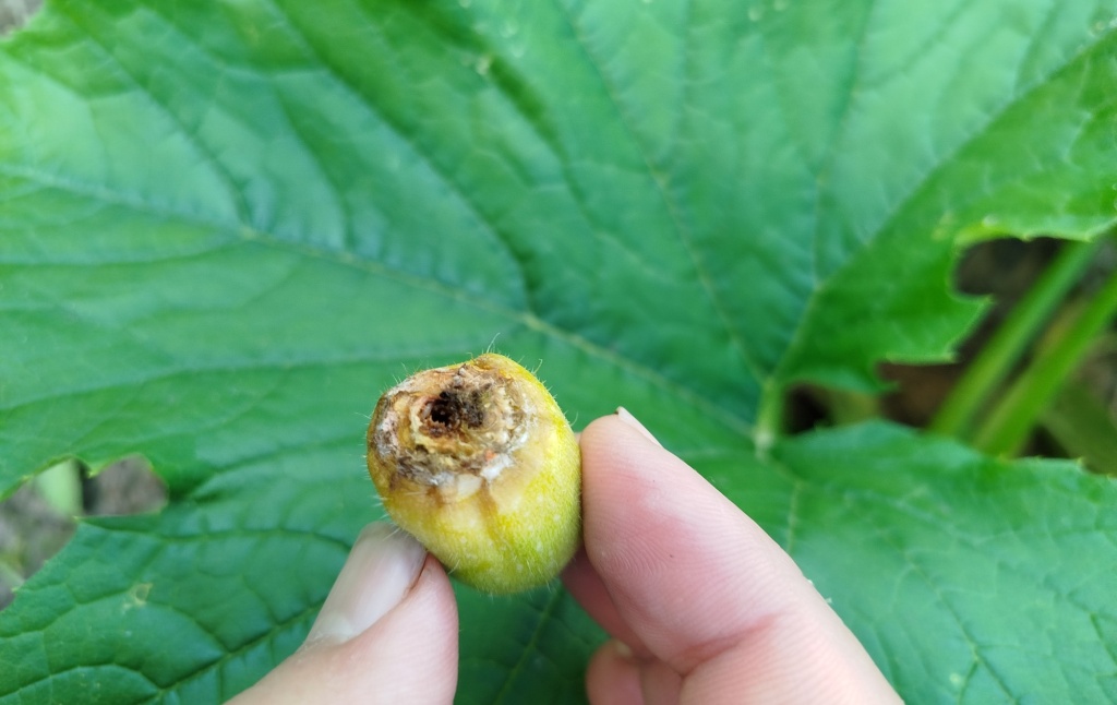 кабачок гниет 2.jpg