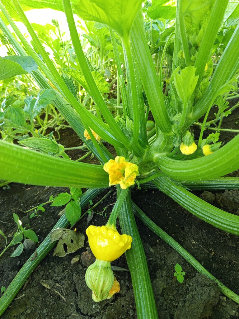 Форма плодов необычная.jpg