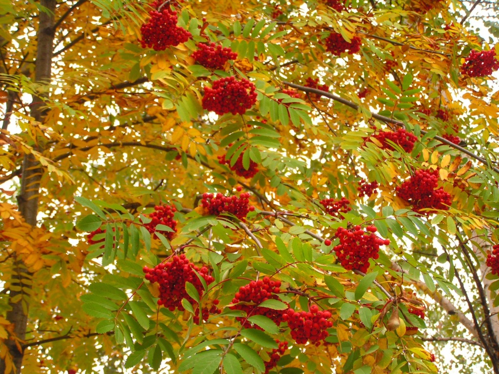 Рябина красная.JPG