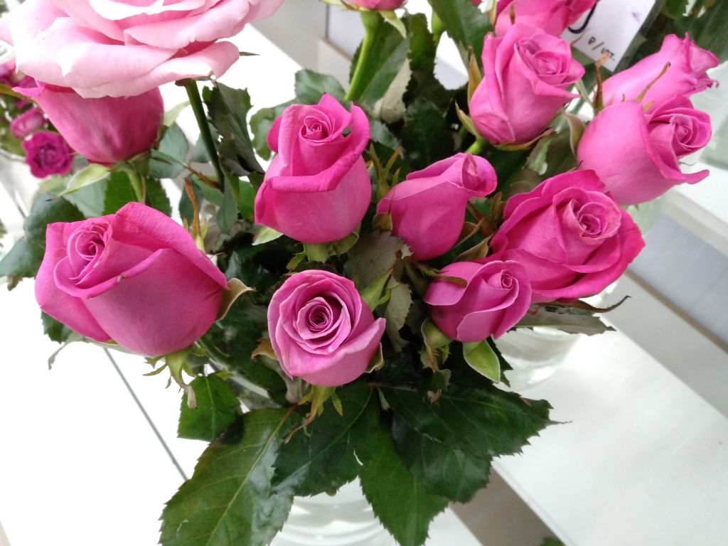 Выбор сортов мелкоцветковых розовых роз для вашего сада