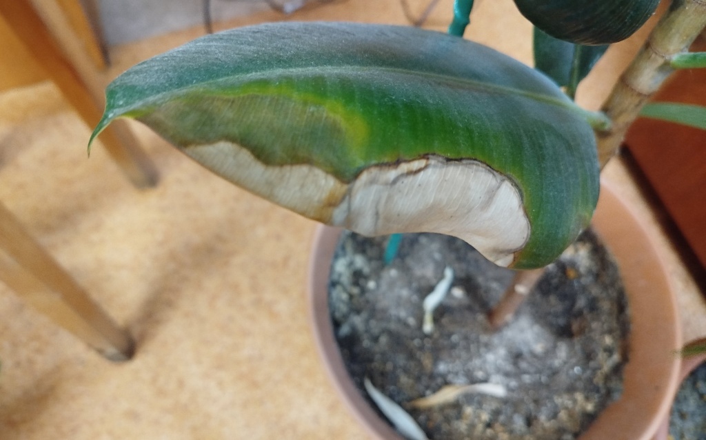 Фикус больной.jpg