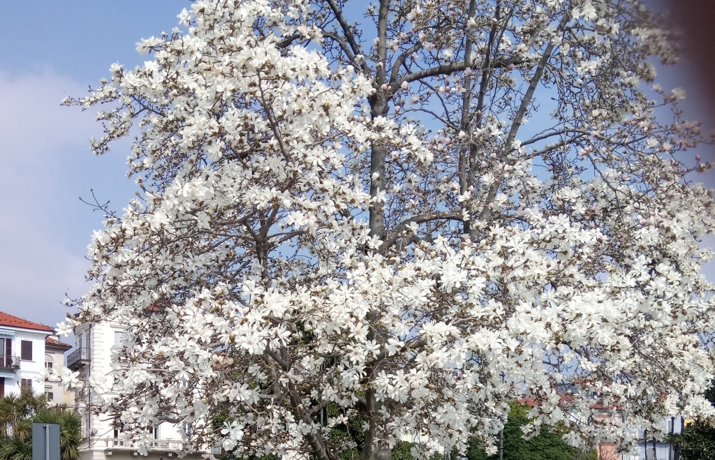 Магнолия звездчатая.JPG