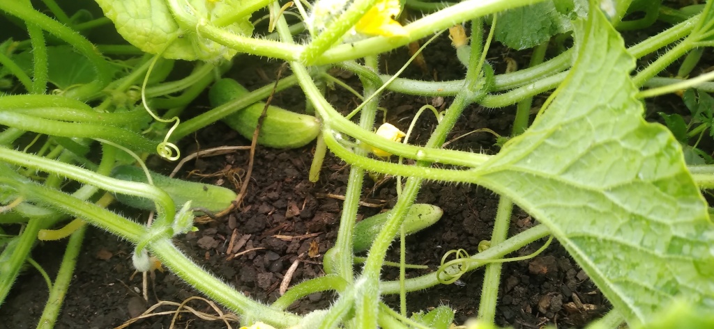 20240725_080720.jpg