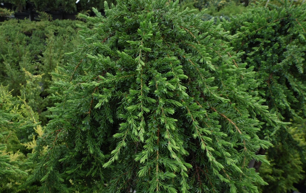 Можжевельник обыкновенный Сибирика.JPG