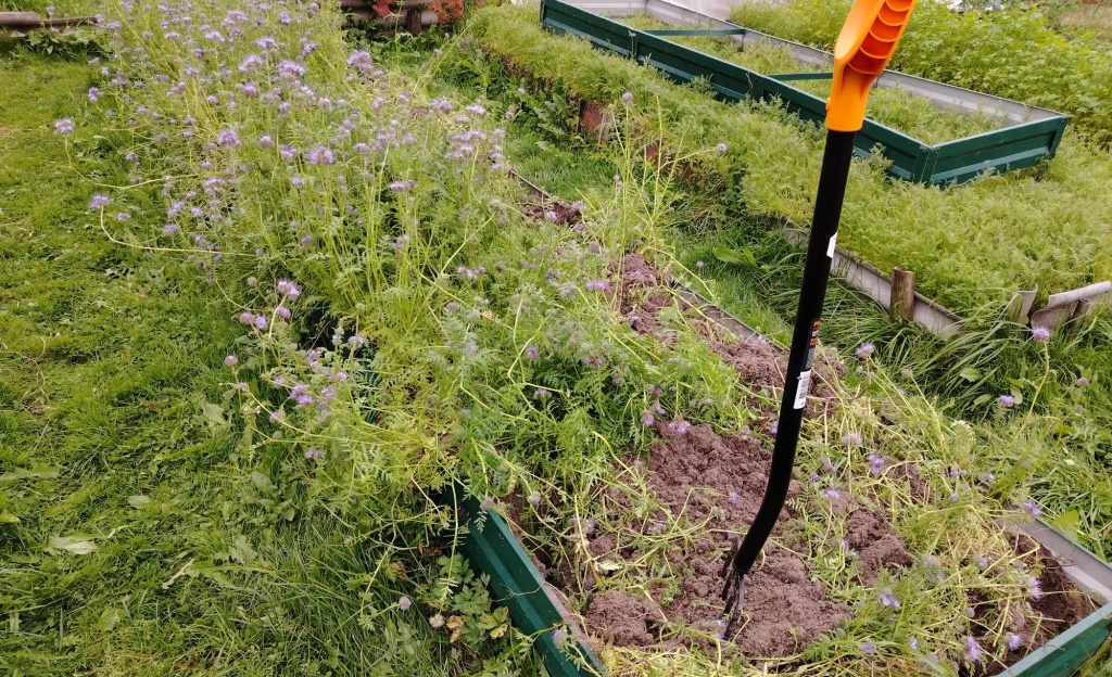 заделка сидератов осенью.jpg заделка сидератов осенью.jpg